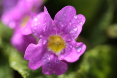 2014_庭の花#01