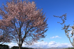 桜まつり