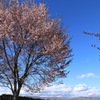 桜まつり