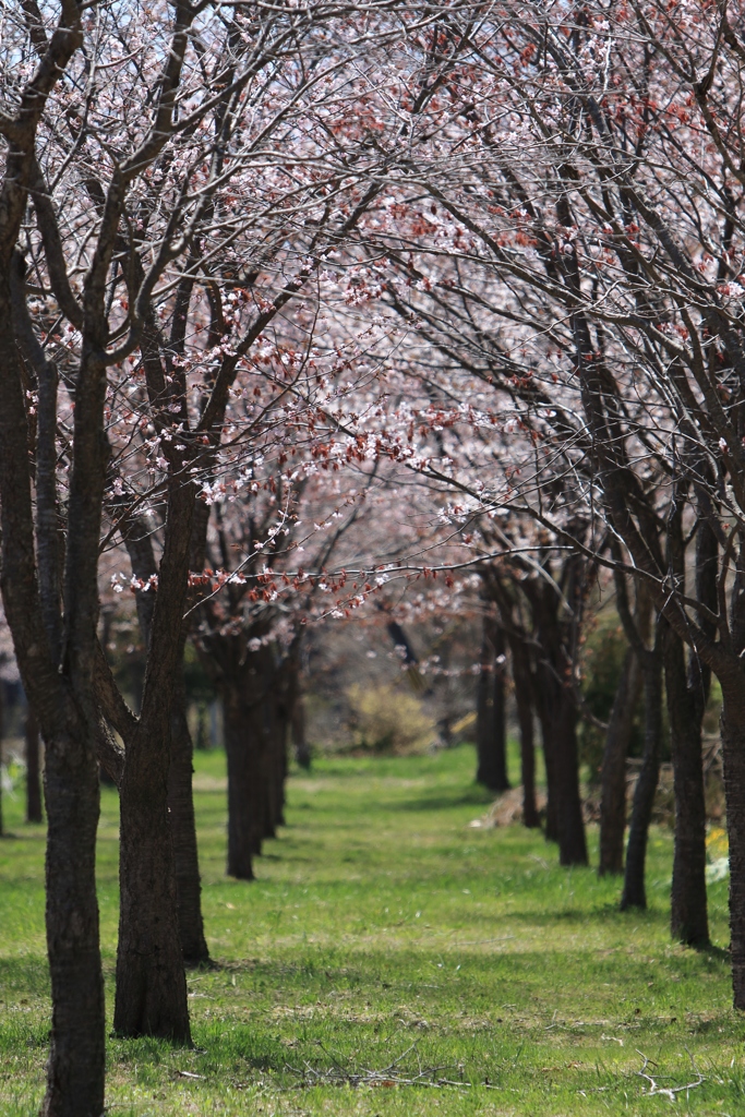 桜並木