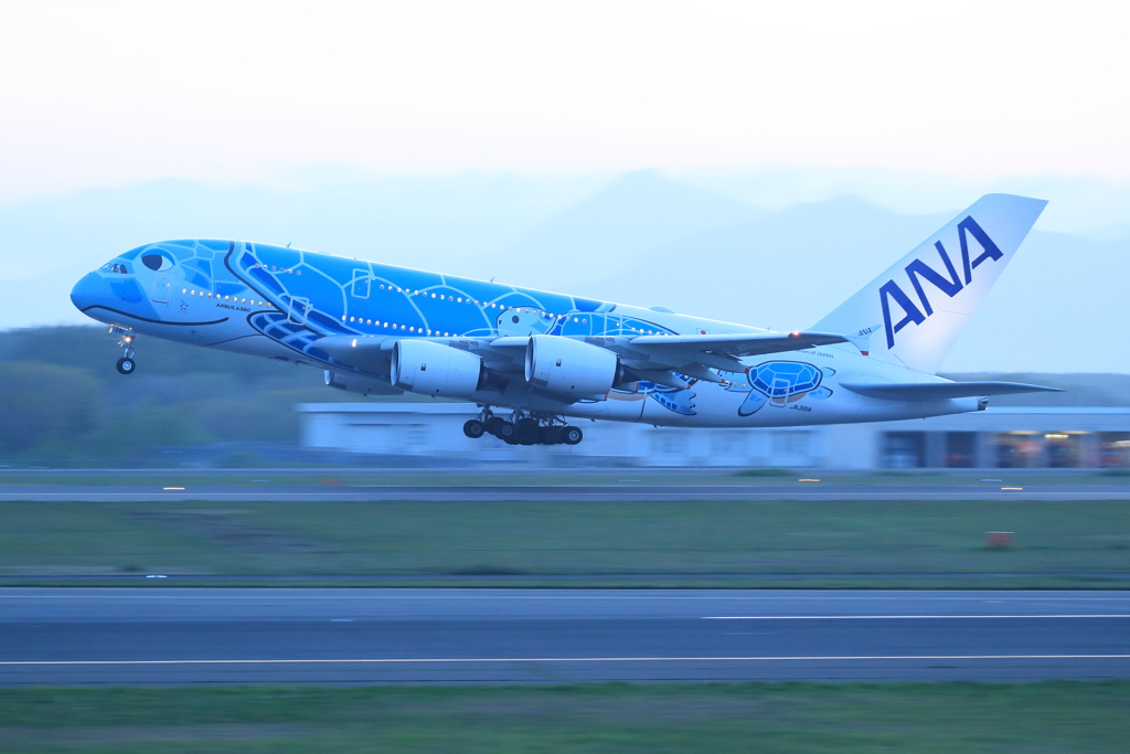 FLYING HONU  Lani