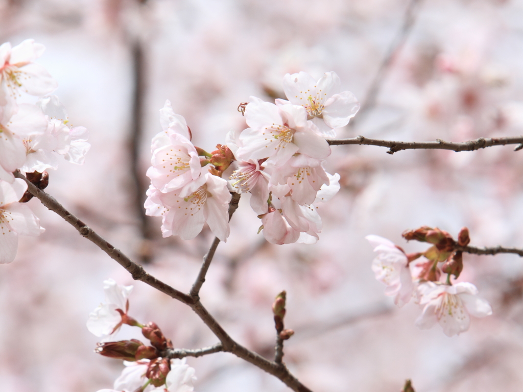 桜