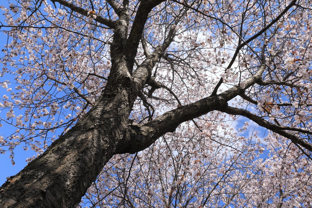 桜の木を見上げて＃２