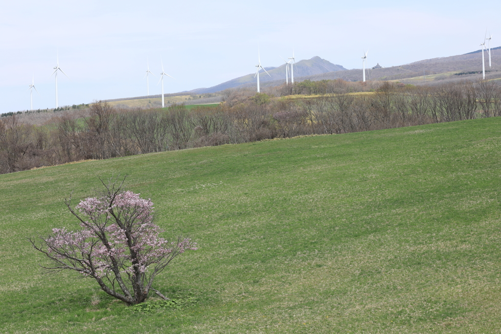 崎守町の1本桜