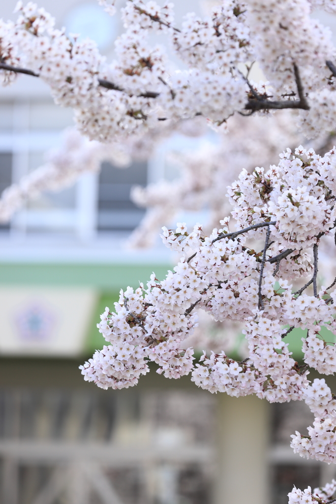 学び舎の桜