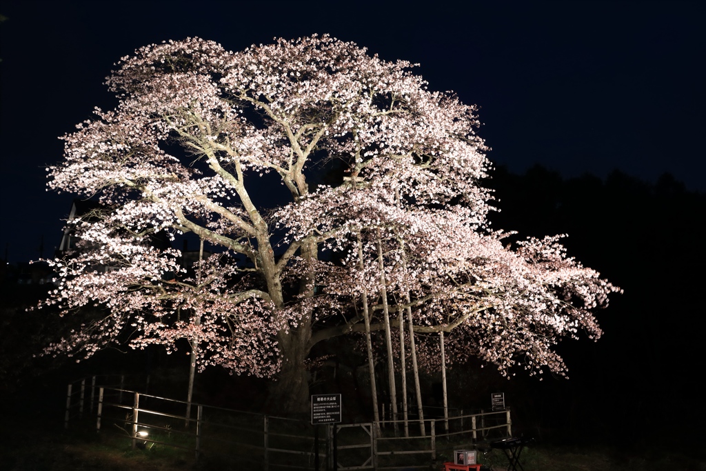 幌萌の夜桜
