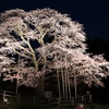 幌萌の夜桜