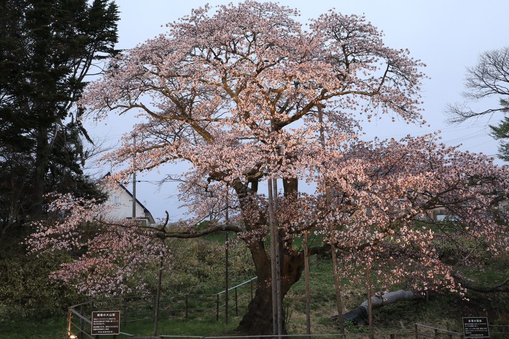 幌萌の桜