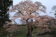 幌萌の桜