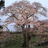 幌萌の桜