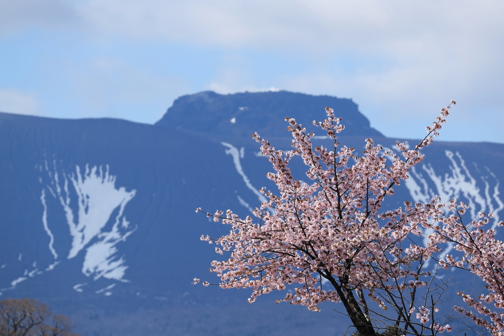 樽前山と桜