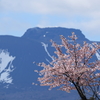 樽前山と桜