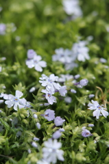 2014_庭の花#02