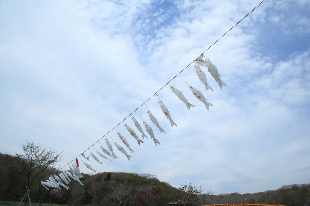 こいのぼり