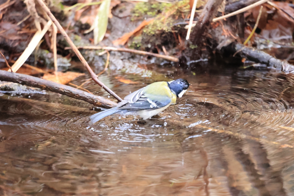 狙い定めて・・・
