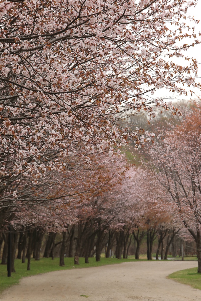 桜並木