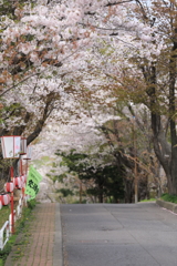 母恋富士下の桜並木