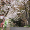 母恋富士下の桜並木