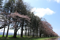 桜並木