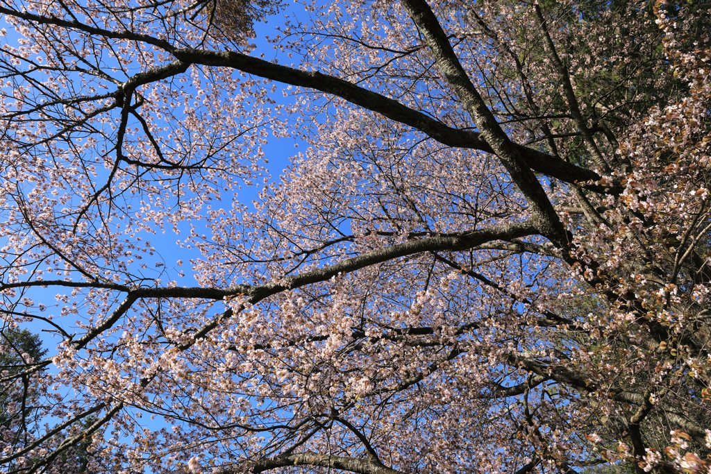 さくら