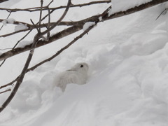 雪中のウサギ