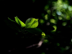 春の森