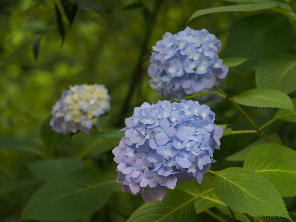 紫陽花