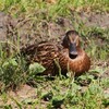 日向ぼっこ　マガモさん