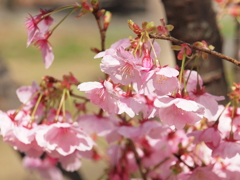 今年の桜