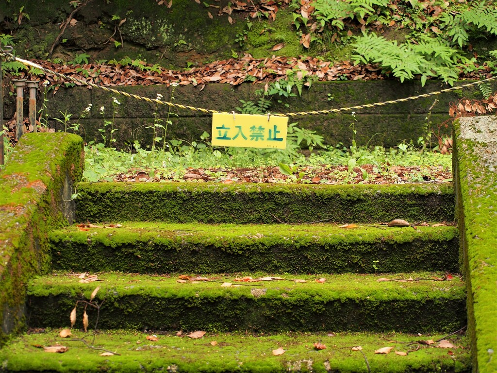 苔の絨毯