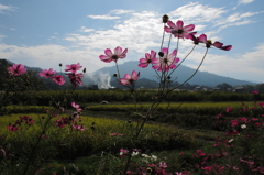 空とコスモス