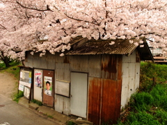 桜の帽子