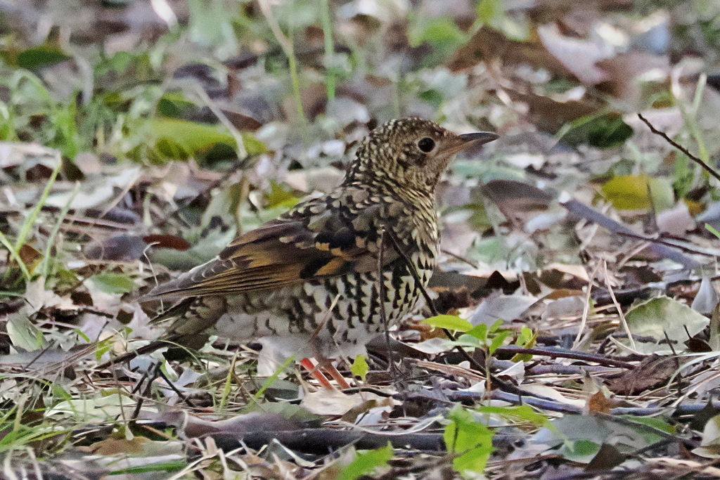 トラツグミ