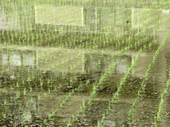 うちの横の水田なぁ　きのう田植えでさぁ。。。