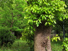 輝く緑