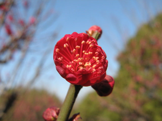 春近し　花５