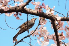 野鳥 ヒヨドリ