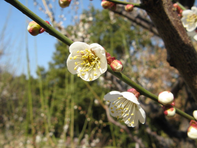 春近し　花７