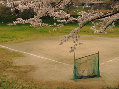 野球小僧たちの桜