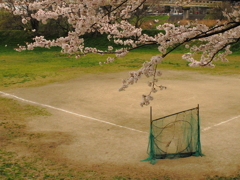 野球小僧たちの桜