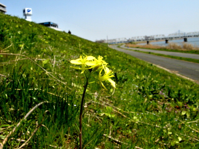 休日河川敷９