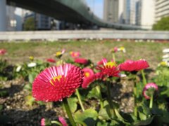 街の風景　花