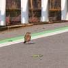 緑線内側を歩くんだよ