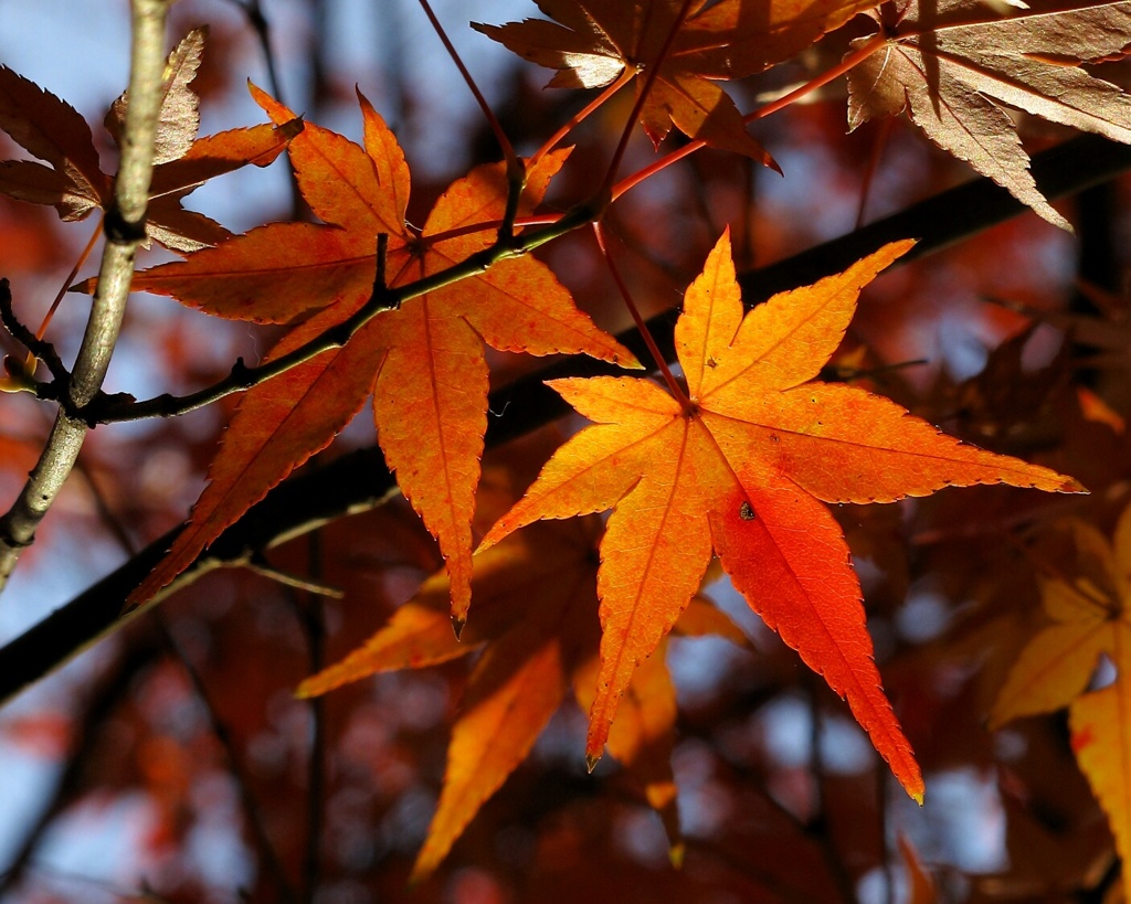 紅葉