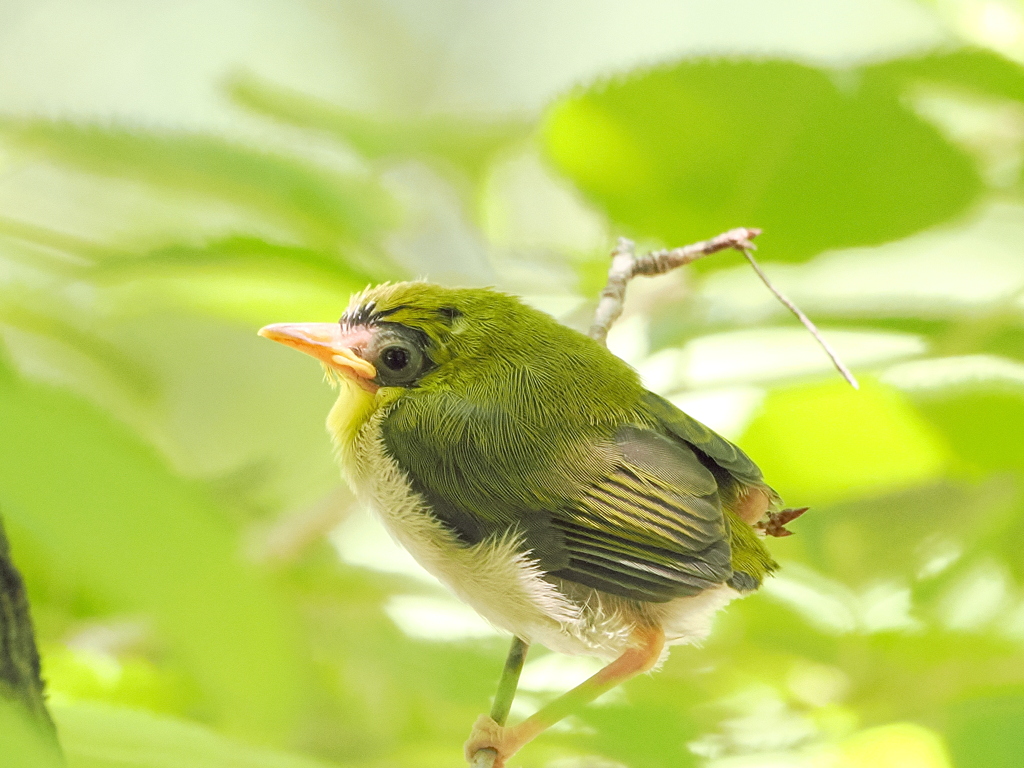 メジロ幼鳥