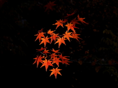 紅葉Ⅰ