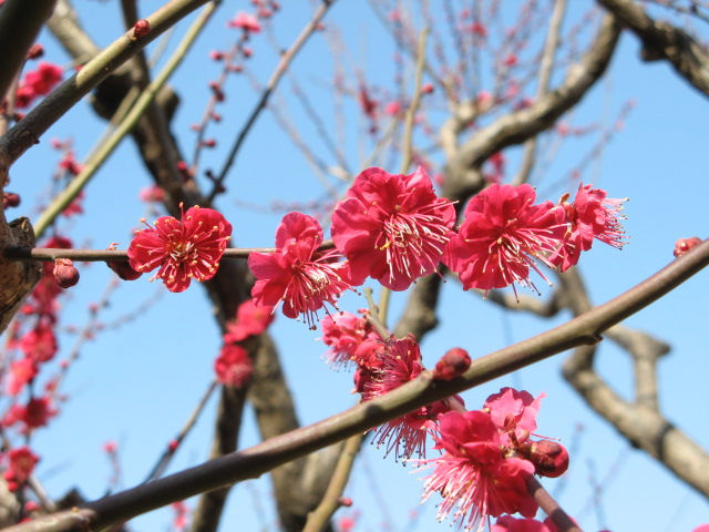 春近し　花４