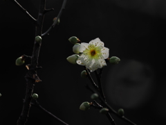 早咲き　白梅
