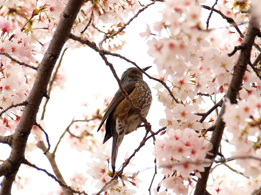 桜とヒヨドリ