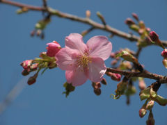 春近し　花２